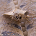 Moth