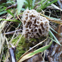 Yellow Morel