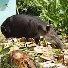 Baird's tapir