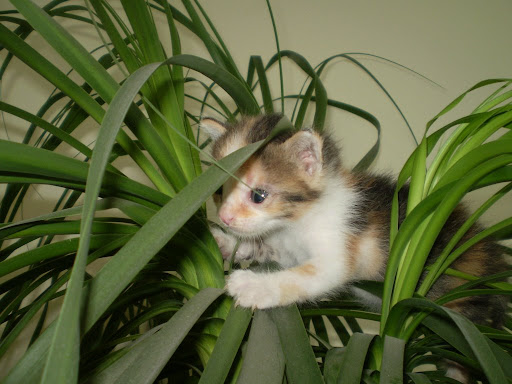 Качена снимка