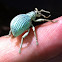 Weevil
