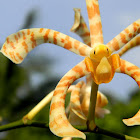 spider orchid, scorpion orchid