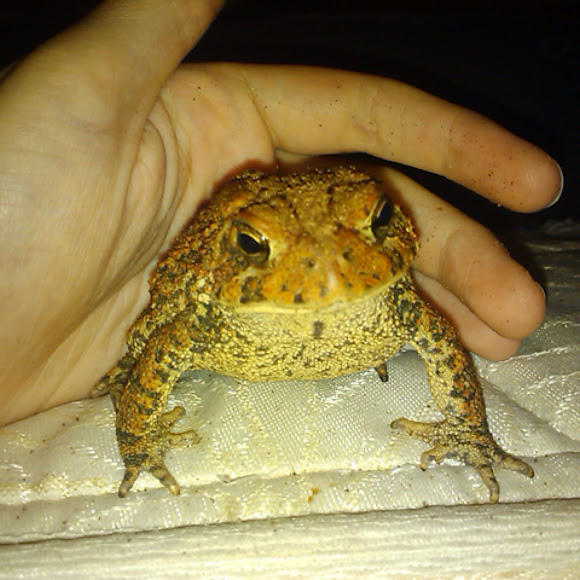 Spotting Image 1