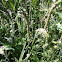 Common Plantain