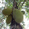 Jackfruit