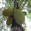 Jackfruit