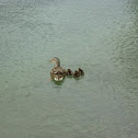 Pacific Black Duck