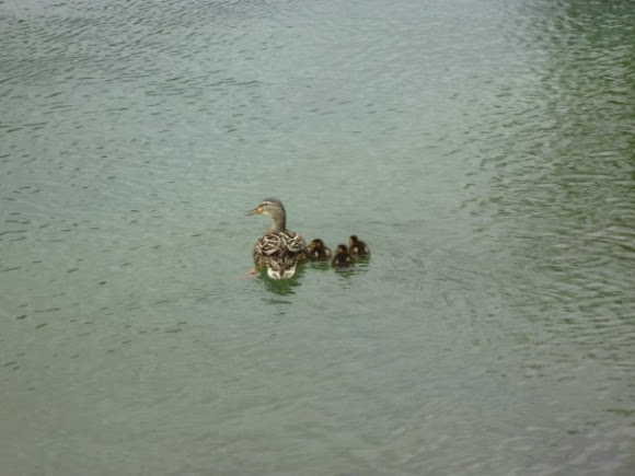 Spotting Image 1
