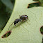 Ant mimicking jumping spider