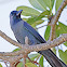 House crow