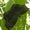Variegated batwing or Giant Sicklewing Skipper