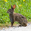Brush Rabbit