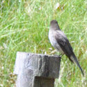 Eastern Phoebe