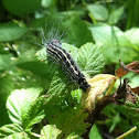 Yellow-necked Caterpillar Moth, caterpillar