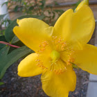 Hypericum