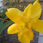 Hypericum