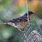 Varied Thrush