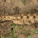 Unknown spotting
