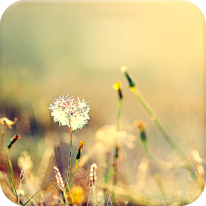Autumn sun.apk 1.0