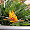 Bird of Paradise