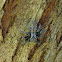 Jumping Spider
