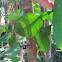 Lemon tree