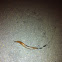 Slug