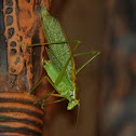 Northern Bush Katydid
