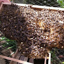 Honey bee