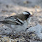 White-browed Sparrow-Weaver