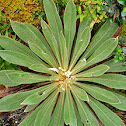 October Frailejon