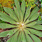 October Frailejon
