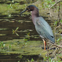 Green Heron