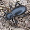 Stink Beetle