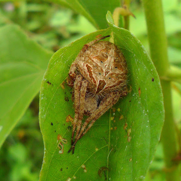 Spotting Image 1