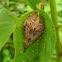 Orb Weaver Spider