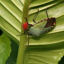 Giant Shield Bug