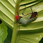 Giant Shield Bug