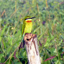 Blue Tailed Bee Eater