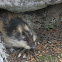 Lemming, Tunturisopuli