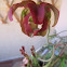 Sarracenia stevensii