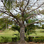 Ceiba schottii