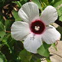 Halberdleaf Hibiscus