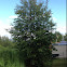 Birch tree