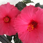 Hibiscus