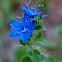 Blue Waterleaf