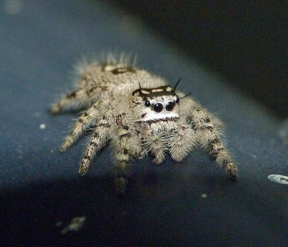Spotting Image 1