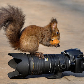 NIK Squirrell by Gabriel Catalin - Animals Other Mammals