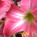 Amaryllis