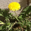 Dandelion